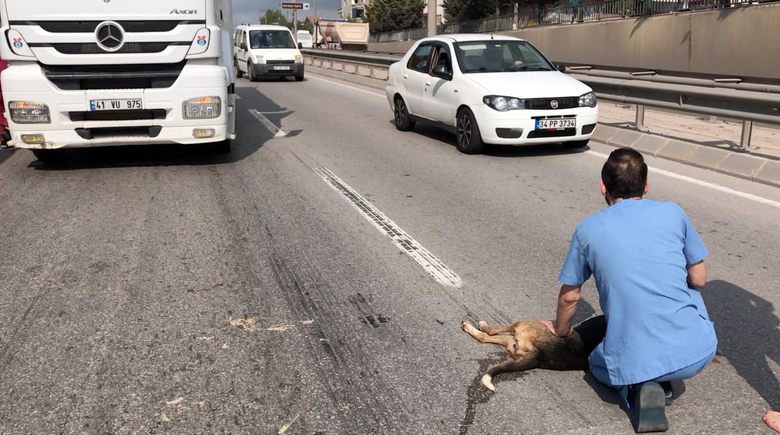 Mersin’de Korkunç Köpek Cinayeti Mersin’de Korkunç Köpek Cinayeti